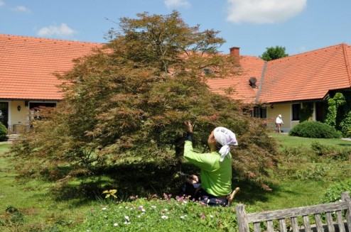 Pruning Acer in Graz 2