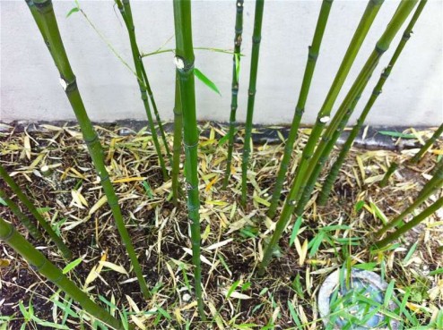 Pruning bamboo