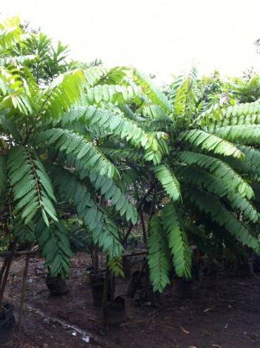 At the nursery in Manila