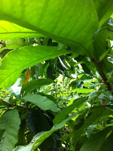 At the nursery in Manila