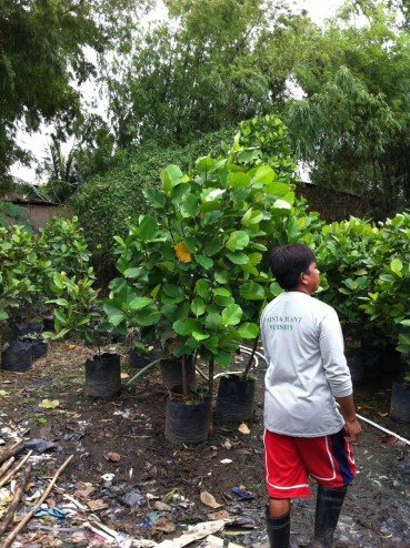 At the nursery in Manila