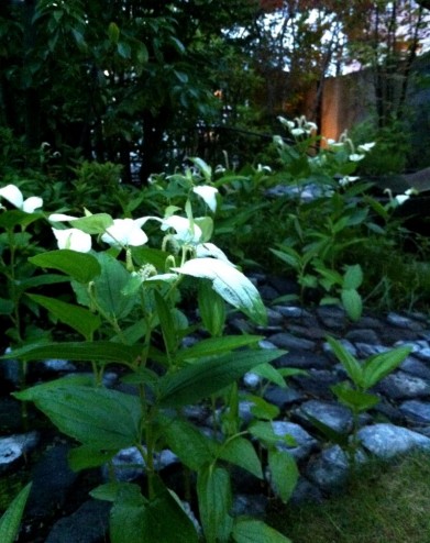 ?????????Black Soil and Hexagon Garden