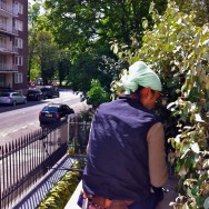 Pruning Hedge