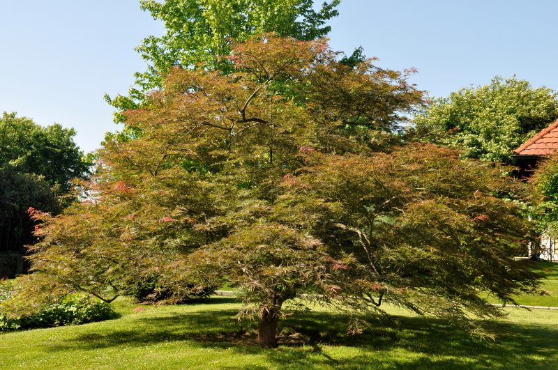 A blue weeping acer1