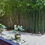 Pruning bamboo