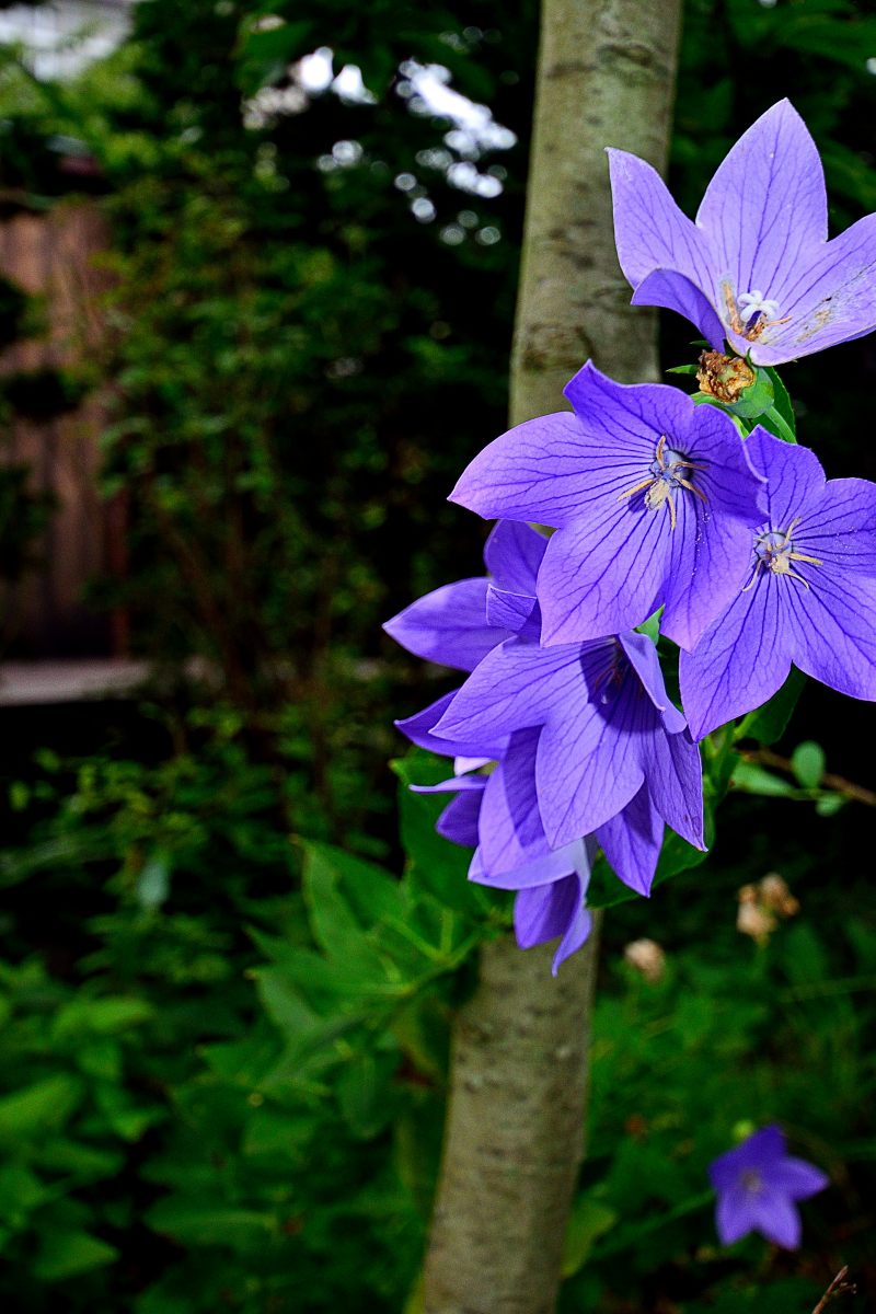 ?????Balloon Flower