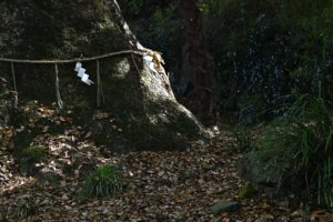 「樹木」　諫早神社 江戸池泉の復活 御神